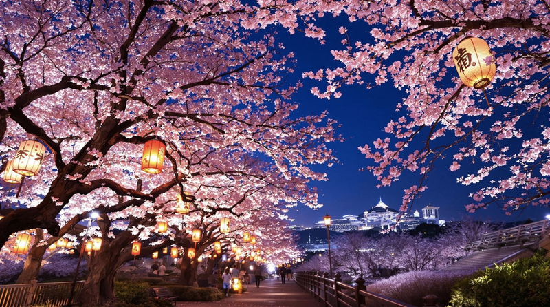 Le cerisier japonais : bien plus qu'un symbole de beauté